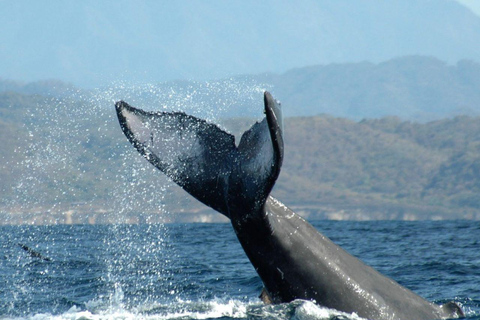 Puerto Vallarta: Whale Watching on Catamaran