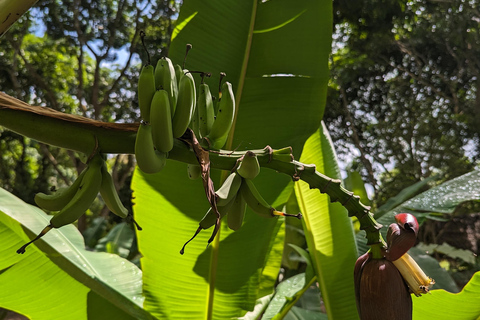 Zanzíbar: Excursión Privada al Bosque y Granja de Especias de Jozani con Almuerzo