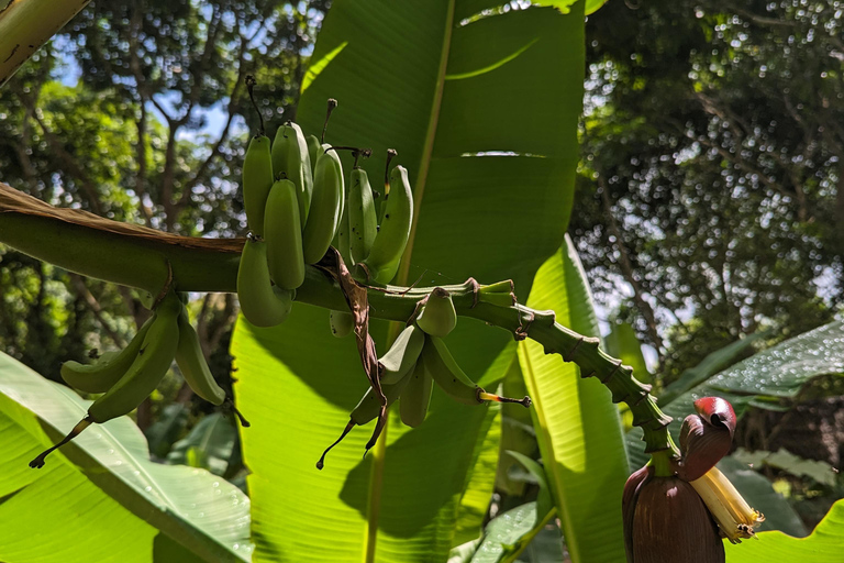 Zanzíbar: Excursión Privada al Bosque y Granja de Especias de Jozani con Almuerzo