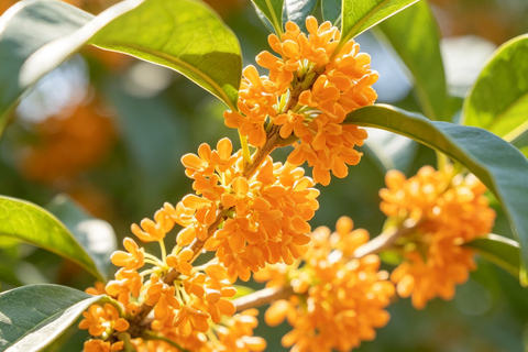 Hangzhou Autumn Exclusive: Manlong Guiyu Hiking Trail
