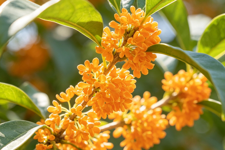 Hangzhou Autumn Exclusive: Manlong Guiyu Hiking Trail