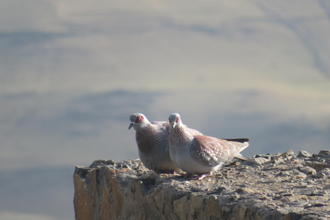Addis Ababa: 8-Day Bale Mountains Birdwatching Tour