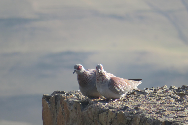 Addis Ababa: 8-Day Bale Mountains Birdwatching Tour
