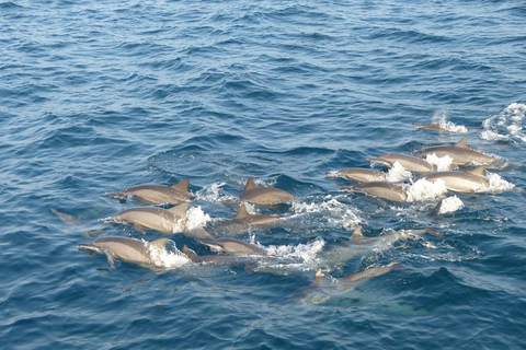 Mirissa: Whale & Dolphin Watching Cruise with Geeth’s Crew