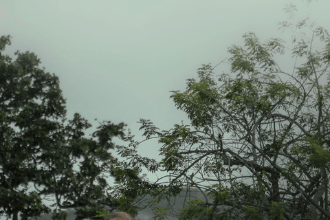 Sigiriya: Minneriya Premium Private Guided Elephant Safari