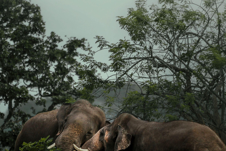 Sigiriya: Minneriya Premium Private Guided Elephant Safari