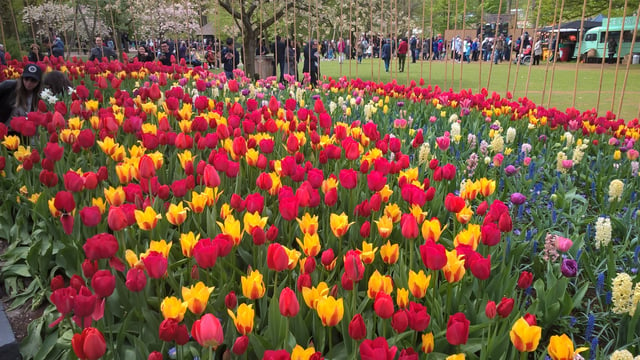 From Amsterdam: Keukenhof and Zaanse Schans Small Group Tour