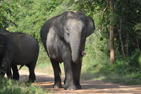 Yala & Bundala Both National Parks: One Day Safari Tour Pick up & Drop off: Yala/Tissa/Kataragama/Kirinda/Weerawila