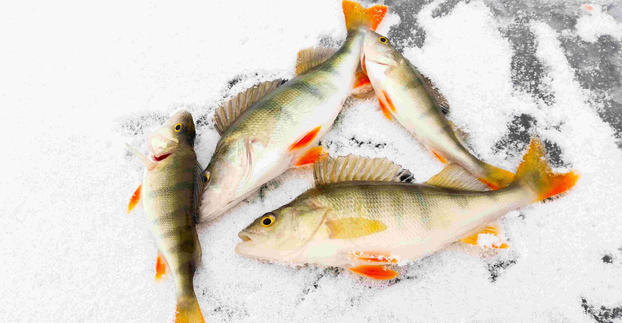 Pesca de hielo ártico por raqueta de nieve - Housity