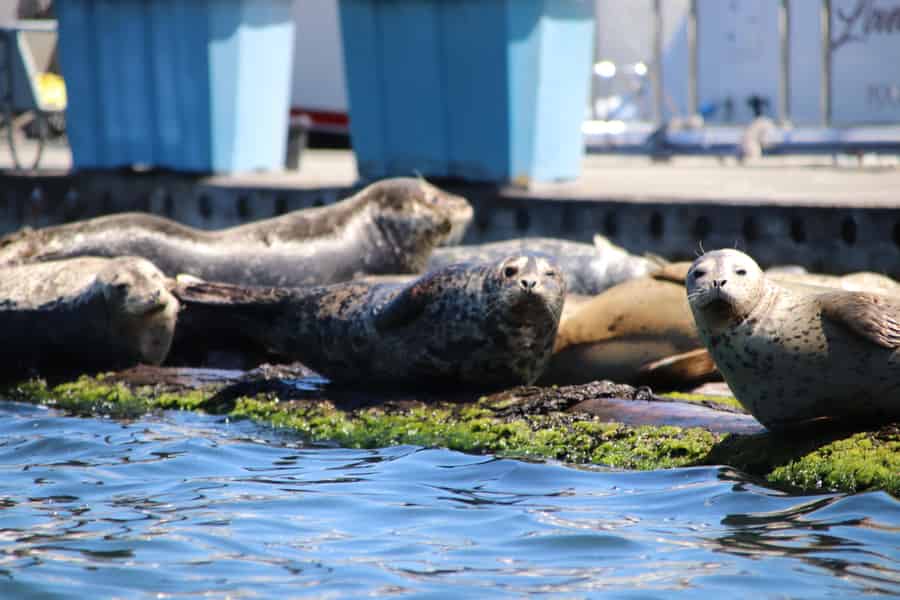 Poulsbo: geführte Kajaktour in der Liberty Bay mit Wildtieren. Foto: GetYourGuide