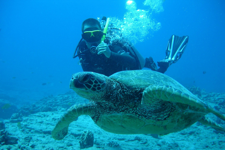 Mirissa: Sea Turtle Conservation Experience with Snorkeling