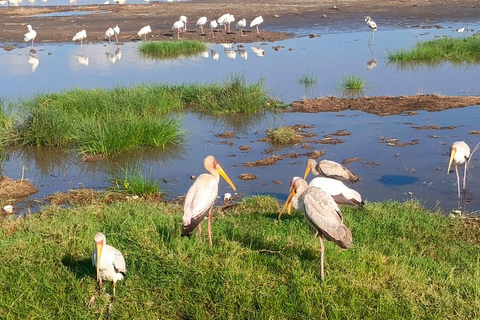 2 Days Safari to Lake Nakuru, Naivasha & Hell's gate