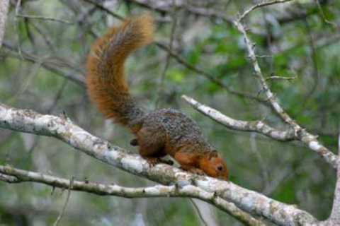 Malindi/Watamu: Half day adventure in Arabuko Sokoke Forest