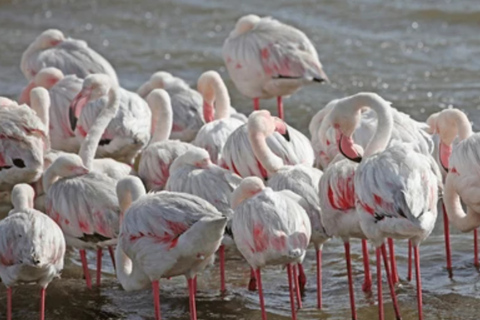 Namibia: explora el cañón más grande de África, las dunas y las salinas.Namibia: explora el cañón más grande de África, las dunas y las salinas