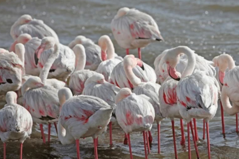Namibia: explora el cañón más grande de África, las dunas y las salinas.Namibia: explora el cañón más grande de África, las dunas y las salinas