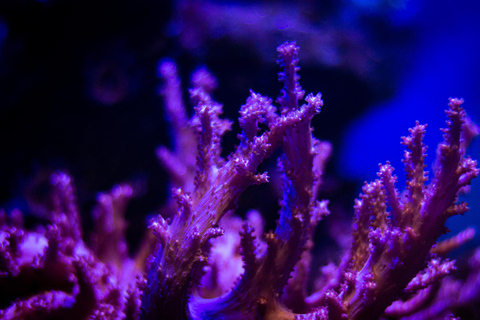 La Paz: Coral Farm Snorkel Tour