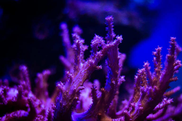 La Paz: Coral Farm Snorkel Tour