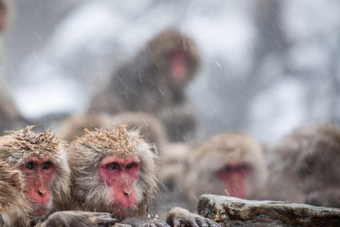 Nagano Tokyo: Snow Monkey Private Day Tour Hotel Pick & Drop Snow Monkey Private Day Tour Hotel Pick & Drop Off In Crown