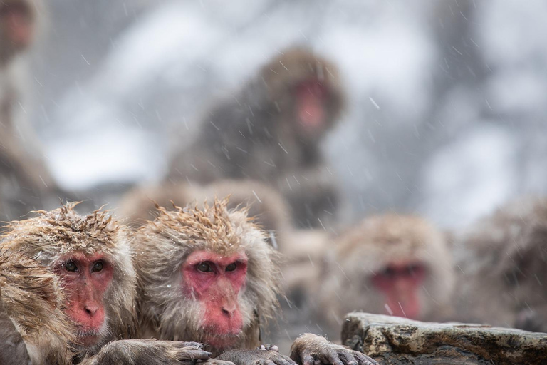 Nagano Tokyo: Snow Monkey Private Day Tour Hotel Pick & Drop Snow Monkey Private Day Tour Hotel Pick & Drop Off In Crown