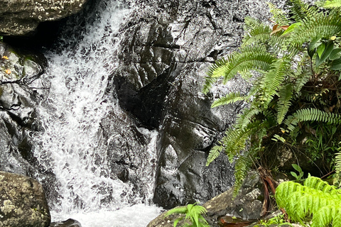 San Juan / Caroline: excursion dans la forêt nationale d'El Yunque avec randonnée