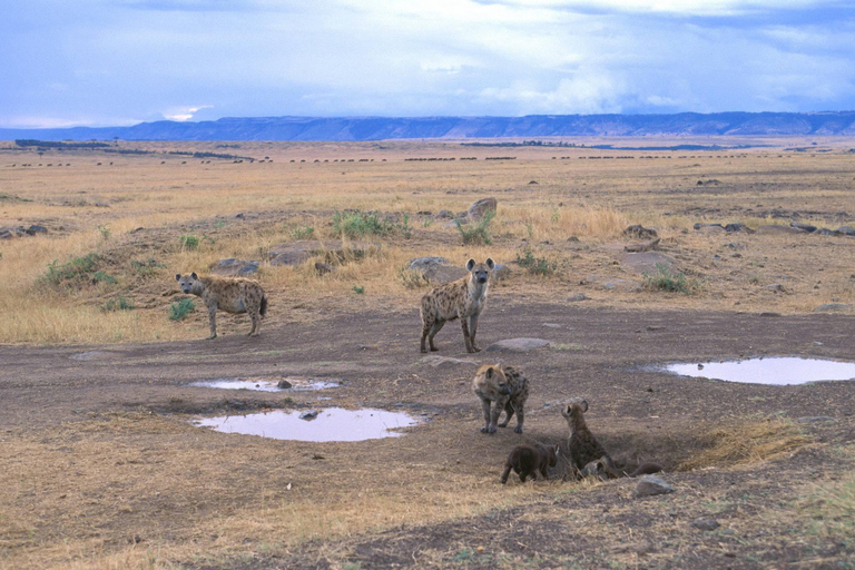 恩戈罗恩戈罗火山口一日旅行（含游猎）