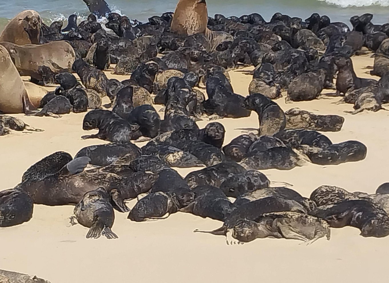 Walvis Bay: Kajak og Sandwich Harbour heldagstur
