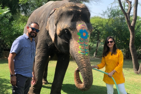 Visite de la ville de Jaipur avec interaction avec les éléphantsVisite guidée avec voiture privée et guide avec interaction avec les éléphants