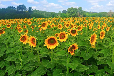 Visit Pisa & Lucca with lunch in a family-run winery Visit Pisa & Lucca with lunch in a family-run winery farm