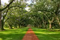 New Orleans, Oak Alley Plantation Tour con trasporto - Housity