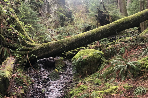 Seattle: Snoqualmie Falls and Twin Falls Guided Tour