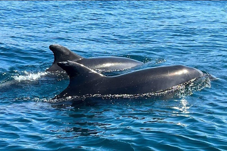Lagos: Guided Small Group Dolphin Watching Tour