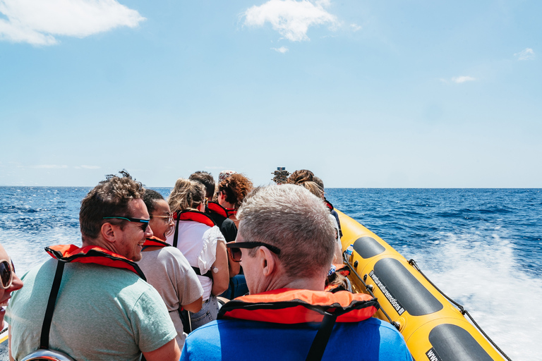 Funchal: Wal- & Delfinbeobachtungs-Tour per Schnellboot