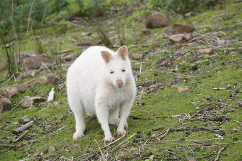 Unterschrift Bruny Island Tour - Hobart &amp; SE Tasmanien