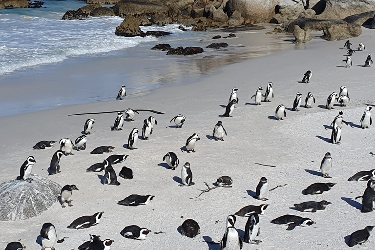 Cape Town: Table Mountain, Cape Point, &amp; Penguins Group TourCape Town: Table Mt., Good Hope Cape, &amp; Penguins Group Tour