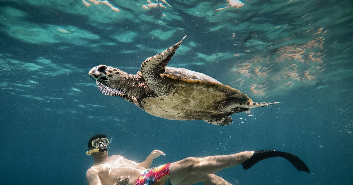 From Gili Air: Snorkeling with Turtles & Underwater Statue | GetYourGuide