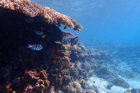 Hurghada: Delfines, snorkel y excursión en yate a la isla de Magawish