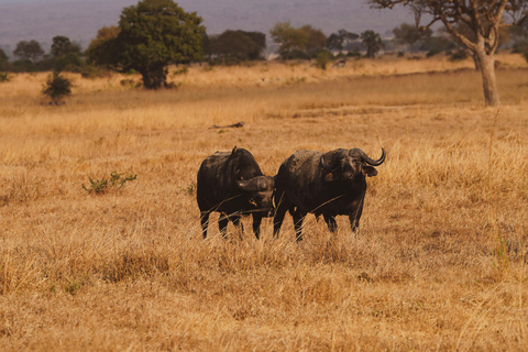 从桑给巴尔出发：米库米 2 日野游、马赛村和航班