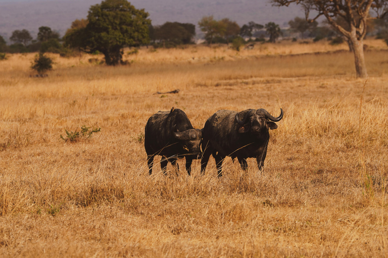 从桑给巴尔出发：米库米 2 日野游、马赛村和航班