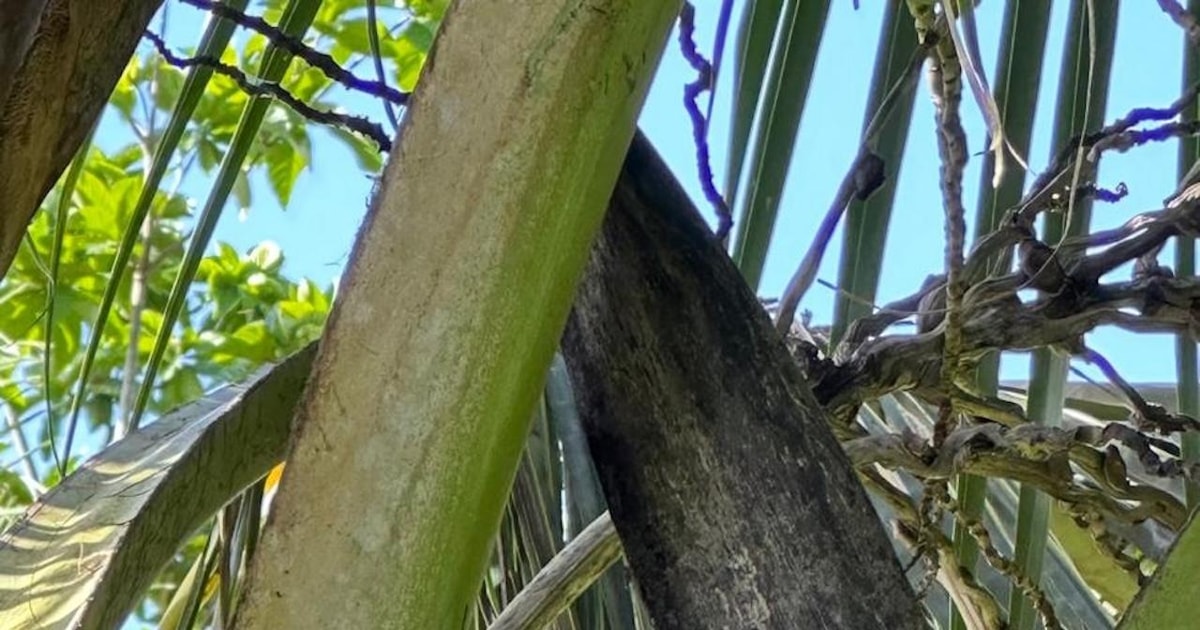 Puerto Viejo: Sloth Watching Tour | GetYourGuide