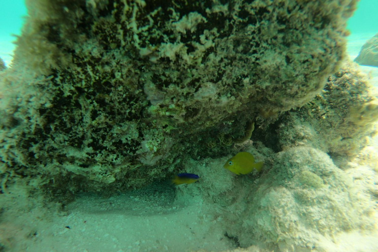Discover Scuba Diving in Aruba