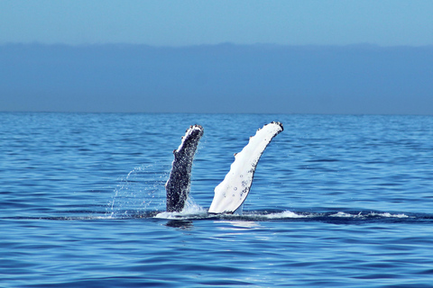Cabo San Lucas: Walbeobachtungserlebnis auf dem KatamaranWhale Watching Erlebnis