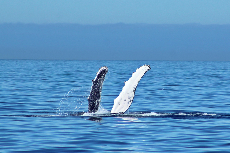 Cabo San Lucas: Walbeobachtungserlebnis auf dem KatamaranWhale Watching Erlebnis
