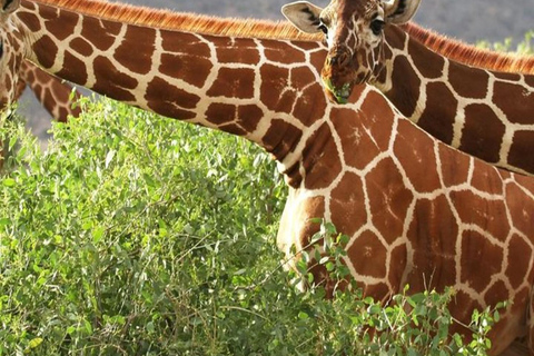 Nairobi: 3-Day Samburu National Park Safari with Pickup