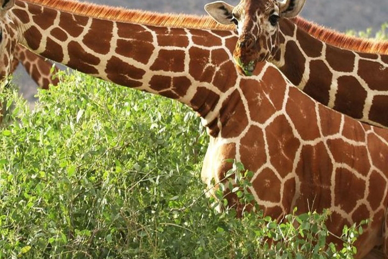 Nairobi: 3-Day Samburu National Park Safari with Pickup