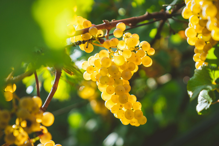 AMALFI FLAVORS EXPERIENCE: COOKING CLASS & VINEYARD TOUR