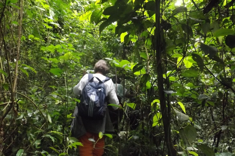 3 días de excursión a los gorilas Vía EntebbeRecorrido económico