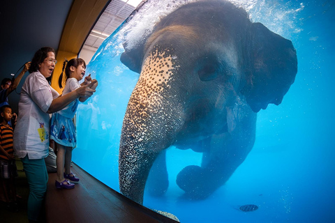 Bangkok/Pattaya: Excursão particular ao Zoológico Khao Kheow com serviço de busca