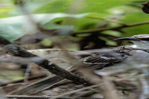 Santa Cruz: Giant Tortoise Watching and Lava Tunnels Tour