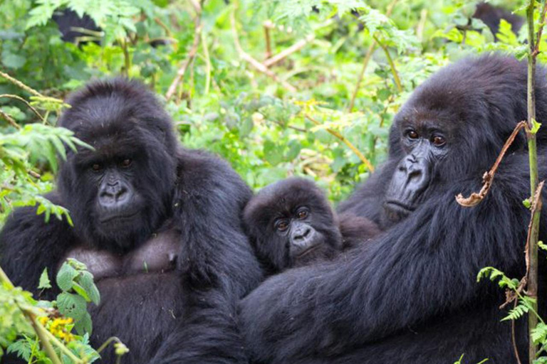 7-Day Murchison Falls, Chimps And Gorilla Trekking Uganda