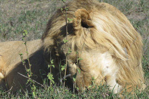 One Day Shared Ngorongoro Crater tour